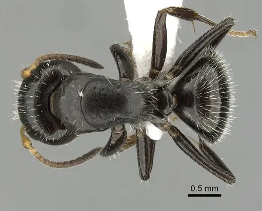 Camponotus brevis specimen CASENT0280106 image casent0280106_1