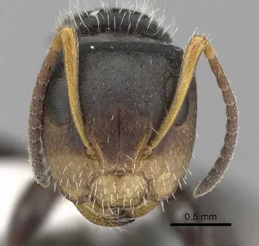 Camponotus brevis specimen CASENT0280106 image casent0280106_2