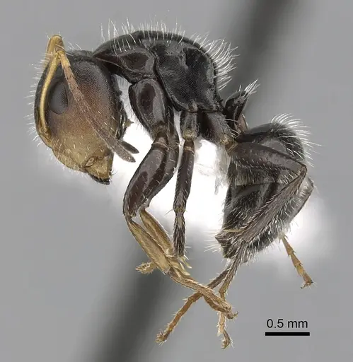 Camponotus brevis specimen CASENT0280106 image casent0280106_3