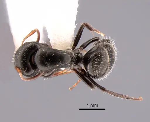 Camponotus brevis specimen CASENT0882120 image casent0882120_1