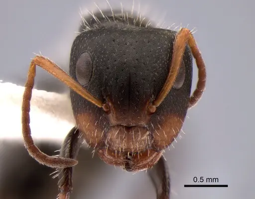 Camponotus brevis specimen CASENT0882120 image casent0882120_2