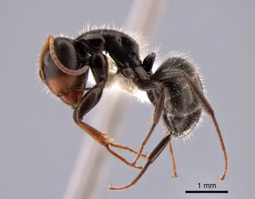 Camponotus brevis specimen CASENT0882120 image casent0882120_3