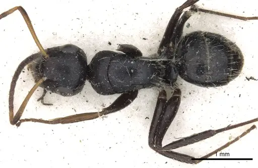 Camponotus brevis specimen CASENT0903623 image casent0903623_1