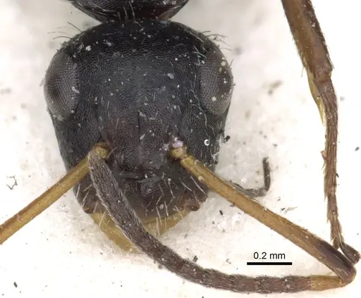 Camponotus brevis specimen CASENT0903623 image casent0903623_2