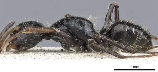 Camponotus brevis specimen CASENT0903623 image casent0903623_3