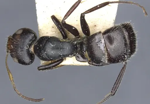 Camponotus brevis specimen CASENT0903624 image casent0903624_1