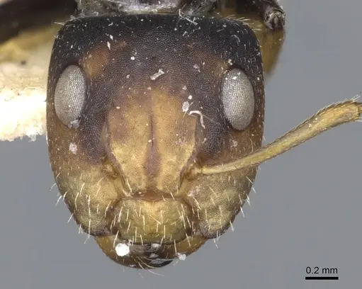Camponotus brevis specimen CASENT0903624 image casent0903624_2