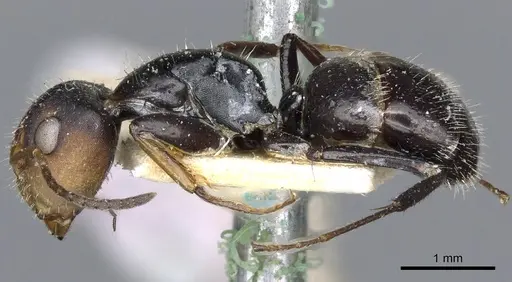Camponotus brevis specimen CASENT0903624 image casent0903624_3