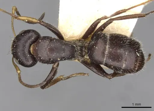 Camponotus brevis specimen CASENT0910689 image casent0910689_1
