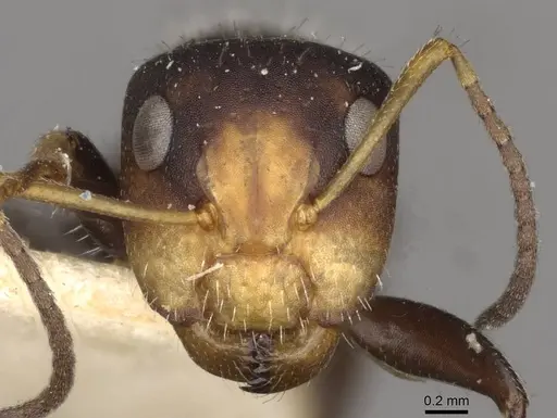 Camponotus brevis specimen CASENT0910689 image casent0910689_2