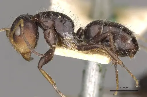 Camponotus brevis specimen CASENT0910689 image casent0910689_3