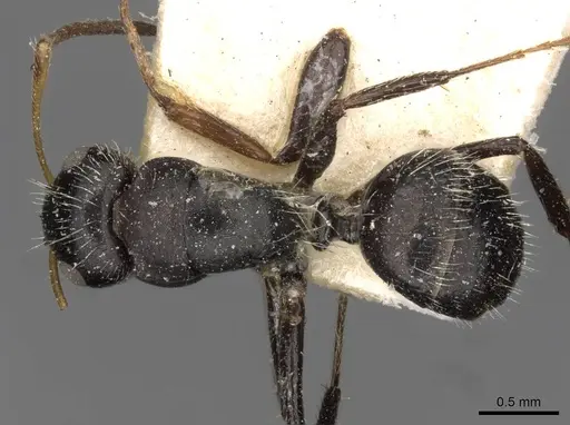 Camponotus brevis specimen CASENT0910690 image casent0910690_1