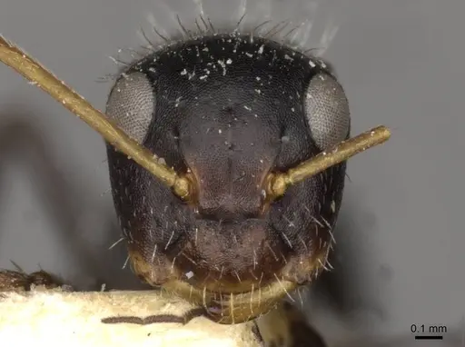 Camponotus brevis specimen CASENT0910690 image casent0910690_2