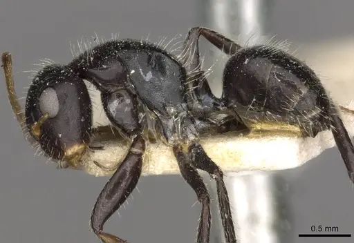 Camponotus brevis specimen CASENT0910690 image casent0910690_3