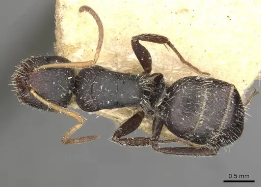Camponotus brevis specimen CASENT0910691 image casent0910691_1