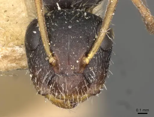 Camponotus brevis specimen CASENT0910691 image casent0910691_2