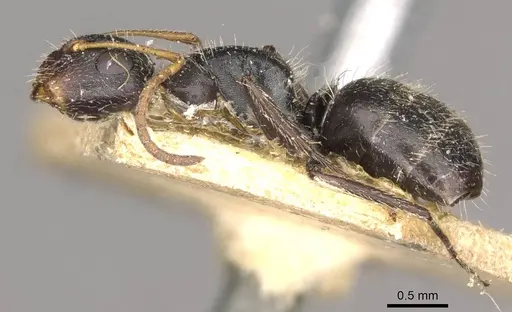Camponotus brevis specimen CASENT0910691 image casent0910691_3