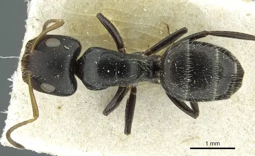 Camponotus brevis specimen CASENT0911724 image casent0911724_1