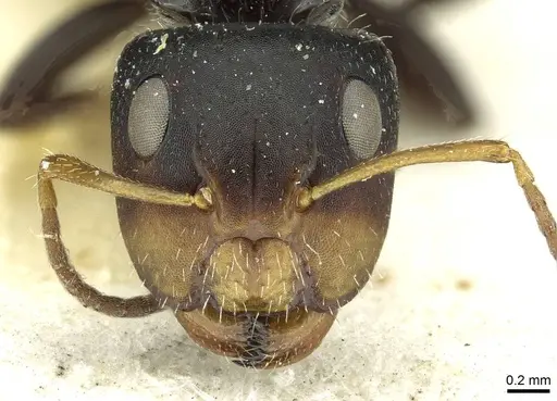 Camponotus brevis specimen CASENT0911724 image casent0911724_2