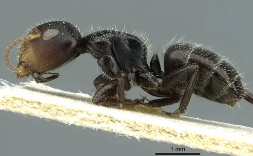 Camponotus brevis specimen CASENT0911724 image casent0911724_3