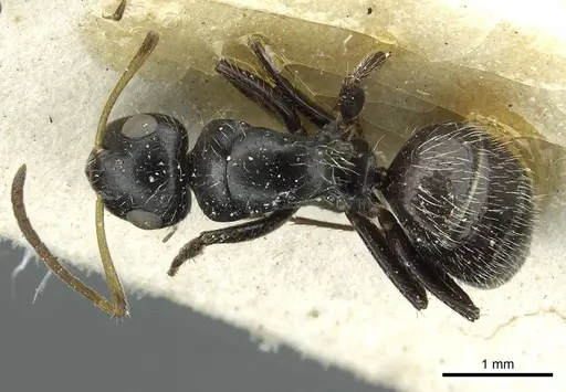 Camponotus brevis specimen CASENT0911725 image casent0911725_1