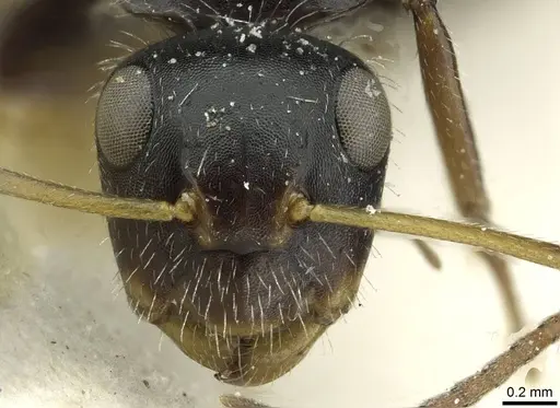 Camponotus brevis specimen CASENT0911725 image casent0911725_2