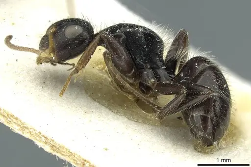 Camponotus brevis specimen CASENT0911725 image casent0911725_3