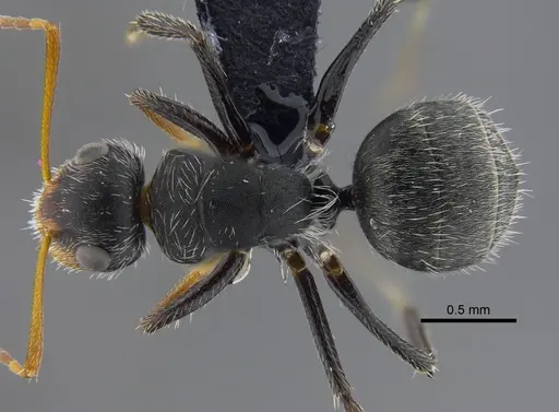 Camponotus brevis specimen CBUMAGENT41785 image cbumagent41785_1