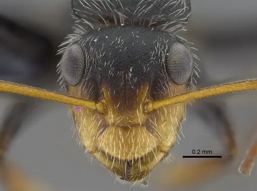 Camponotus brevis specimen CBUMAGENT41785 image cbumagent41785_2