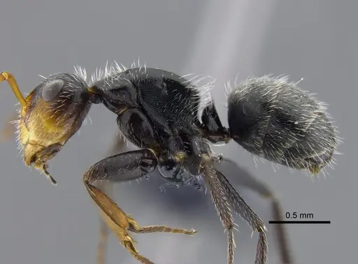Camponotus brevis specimen CBUMAGENT41785 image cbumagent41785_3