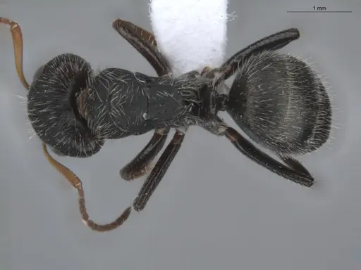 Camponotus brevis specimen ECOFOG-KR17-0001-04 image ecofog-kr17-0001-04_1