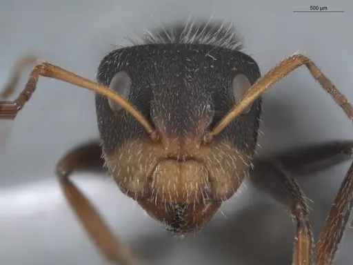 Camponotus brevis specimen ECOFOG-KR17-0001-04 image ecofog-kr17-0001-04_2