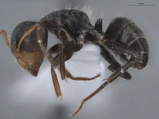 Camponotus brevis specimen ECOFOG-KR17-0001-04 image ecofog-kr17-0001-04_3