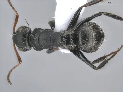 Camponotus brevis specimen ECOFOG-KR20-0039-09 image ecofog-kr20-0039-09_1