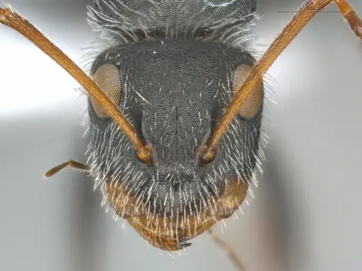 Camponotus brevis specimen ECOFOG-KR20-0039-09 image ecofog-kr20-0039-09_2