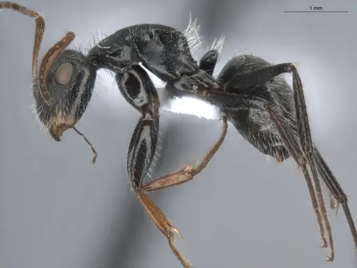 Camponotus brevis specimen ECOFOG-KR20-0039-09 image ecofog-kr20-0039-09_3