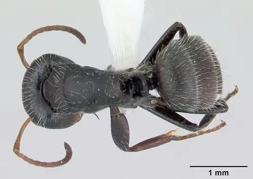 Camponotus brevis specimen INBIOCRI001282798 image inbiocri001282798_1