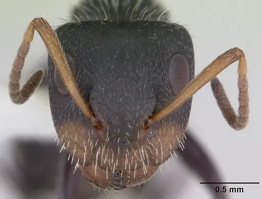 Camponotus brevis specimen INBIOCRI001282798 image inbiocri001282798_2