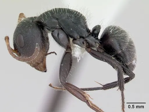 Camponotus brevis specimen INBIOCRI001282798 image inbiocri001282798_3