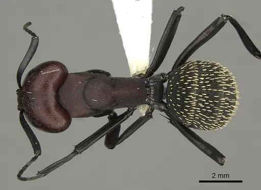 Camponotus brevisetosus specimen CASENT0235241 image casent0235241_1