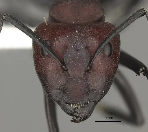 Camponotus brevisetosus specimen CASENT0235241 image casent0235241_2