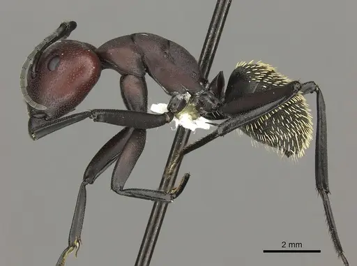 Camponotus brevisetosus specimen CASENT0235241 image casent0235241_3