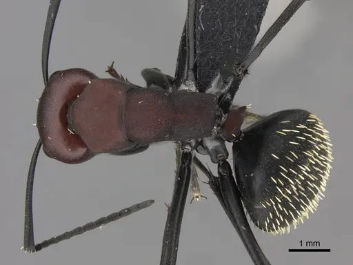Camponotus brevisetosus specimen CASENT0235242 image casent0235242_1