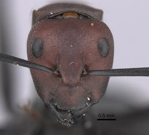 Camponotus brevisetosus specimen CASENT0235242 image casent0235242_2