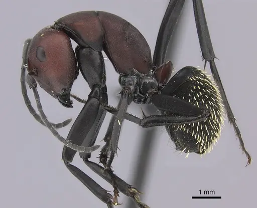 Camponotus brevisetosus specimen CASENT0235242 image casent0235242_3