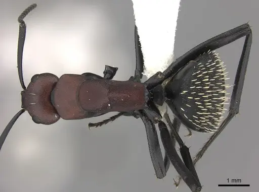 Camponotus brevisetosus specimen CASENT0235243 image casent0235243_1