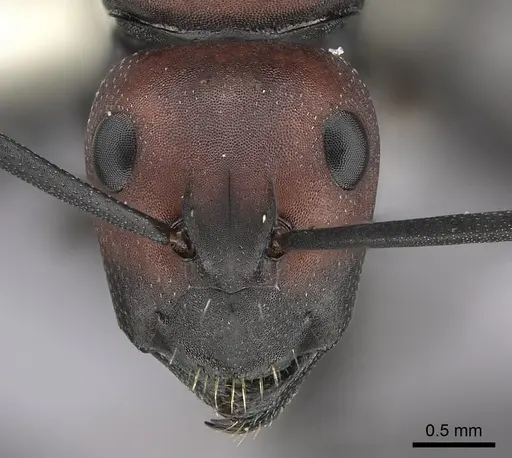 Camponotus brevisetosus specimen CASENT0235243 image casent0235243_2