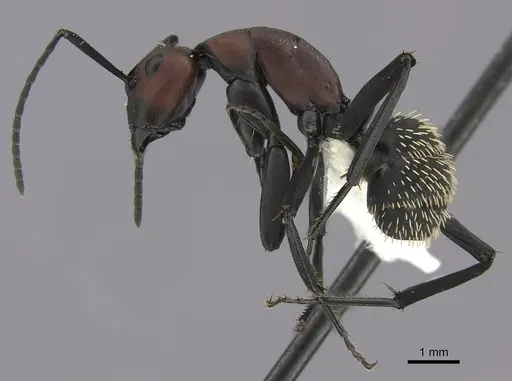 Camponotus brevisetosus specimen CASENT0235243 image casent0235243_3