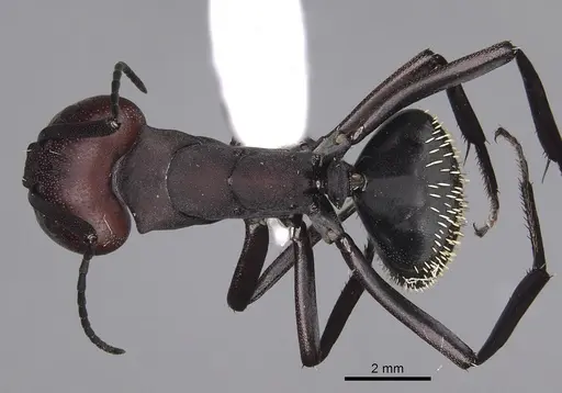 Camponotus brevisetosus specimen CASENT0280304 image casent0280304_1