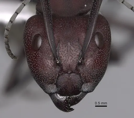 Camponotus brevisetosus specimen CASENT0280304 image casent0280304_2